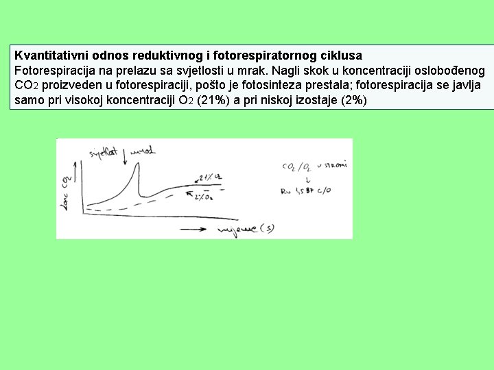 Kvantitativni odnos reduktivnog i fotorespiratornog ciklusa Fotorespiracija na prelazu sa svjetlosti u mrak. Nagli