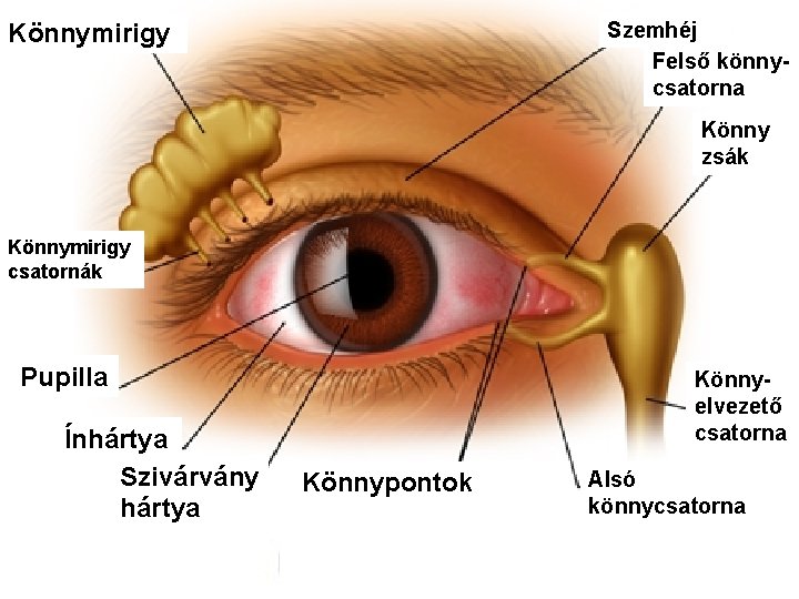 Szemhéj Felső könnycsatorna Könnymirigy Könny zsák Könnymirigy csatornák Pupilla Ínhártya Szivárvány hártya Könnyelvezető csatorna