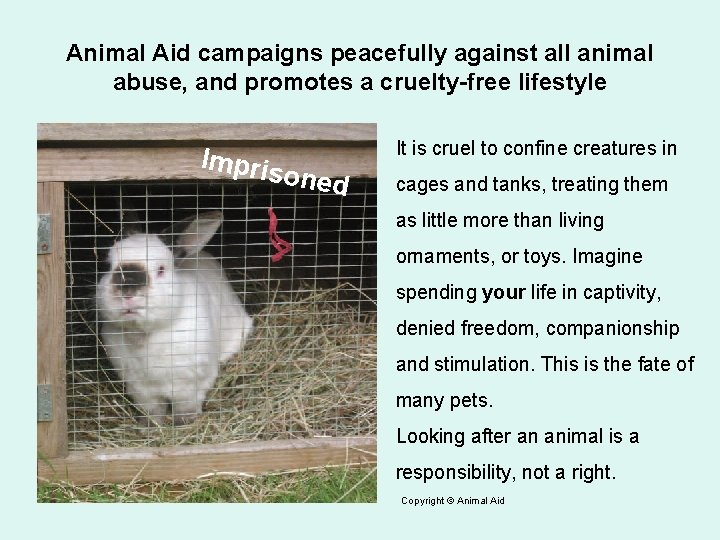 Animal Aid campaigns peacefully against all animal abuse, and promotes a cruelty-free lifestyle Impris