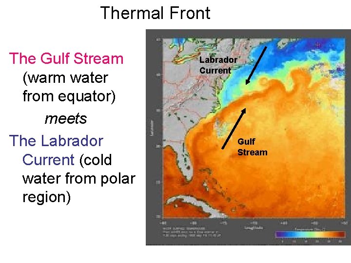 Thermal Front The Gulf Stream (warm water from equator) meets The Labrador Current (cold