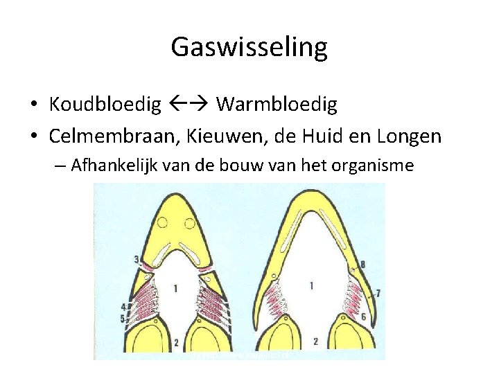 Gaswisseling • Koudbloedig Warmbloedig • Celmembraan, Kieuwen, de Huid en Longen – Afhankelijk van