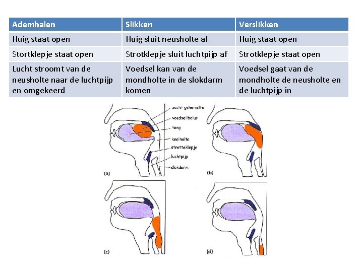 Ademhalen Slikken Verslikken Huig staat open Huig sluit neusholte af Huig staat open Stortklepje