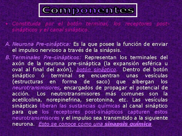  • Constituida por el botón terminal, los receptores postsinápticos y el canal sináptico.