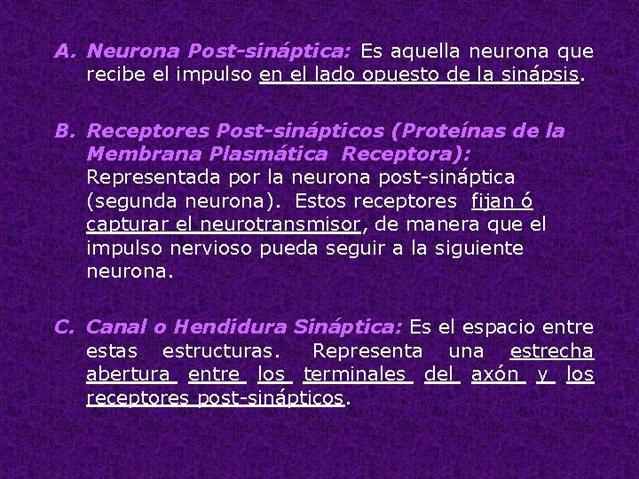 A. Neurona Post-sináptica: Es aquella neurona que recibe el impulso en el lado opuesto