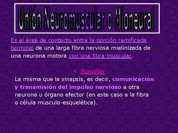 Es el área de contacto entre la porción ramificada terminal de una larga fibra
