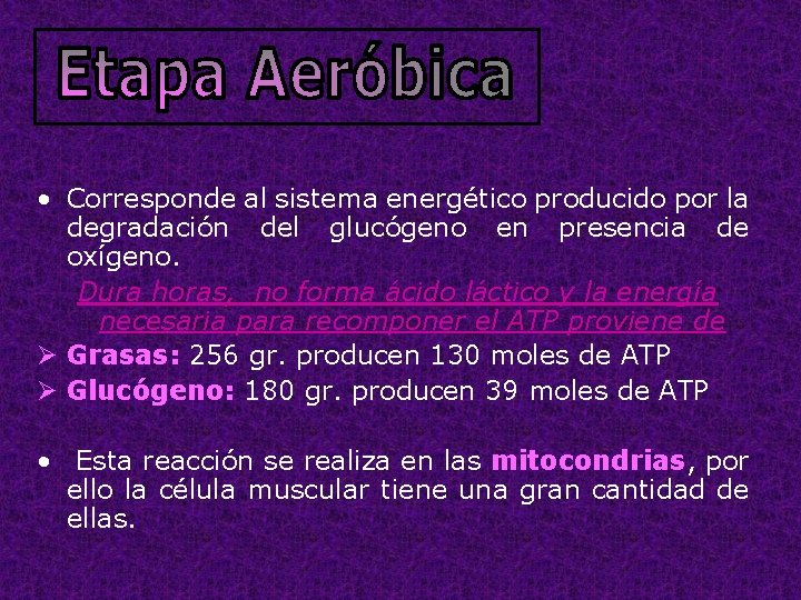  • Corresponde al sistema energético producido por la degradación del glucógeno en presencia