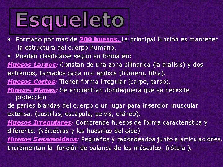  • Formado por más de 200 huesos. La principal función es mantener 200