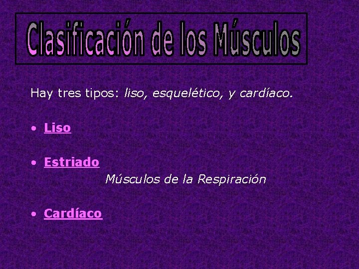 Hay tres tipos: liso, esquelético, y cardíaco. • Liso • Estriado Músculos de la