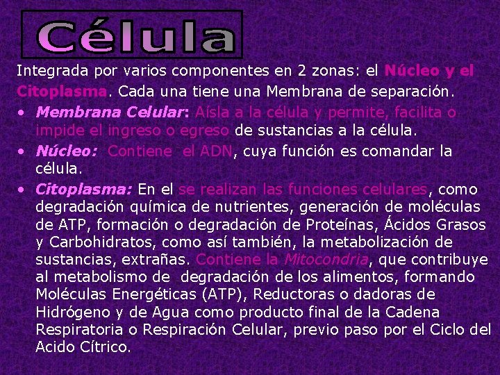 Integrada por varios componentes en 2 zonas: el Núcleo y el Citoplasma. Cada una