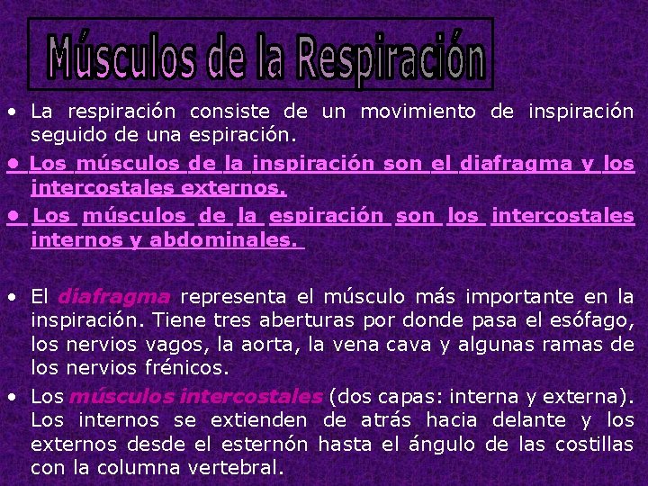  • La respiración consiste de un movimiento de inspiración seguido de una espiración.