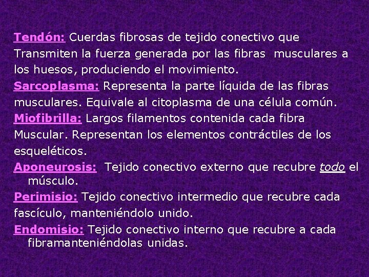 Tendón: Cuerdas fibrosas de tejido conectivo que Transmiten la fuerza generada por las fibras