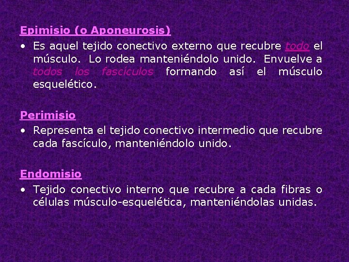 Epimisio (o Aponeurosis) • Es aquel tejido conectivo externo que recubre todo el músculo.