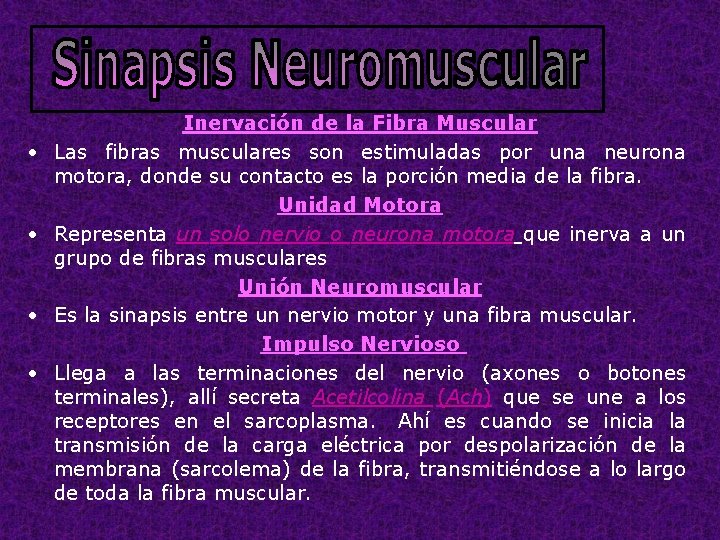  • • Inervación de la Fibra Muscular Las fibras musculares son estimuladas por