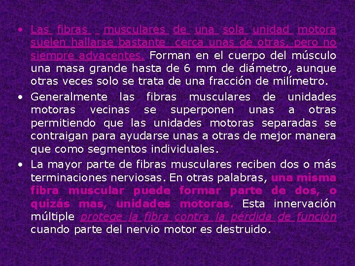  • Las fibras musculares de una sola unidad motora suelen hallarse bastante cerca