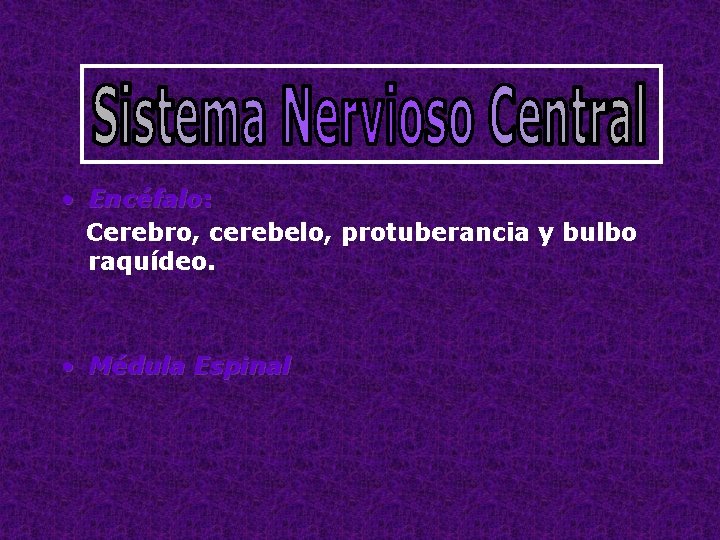  • Encéfalo: Cerebro, cerebelo, protuberancia y bulbo raquídeo. • Médula Espinal 