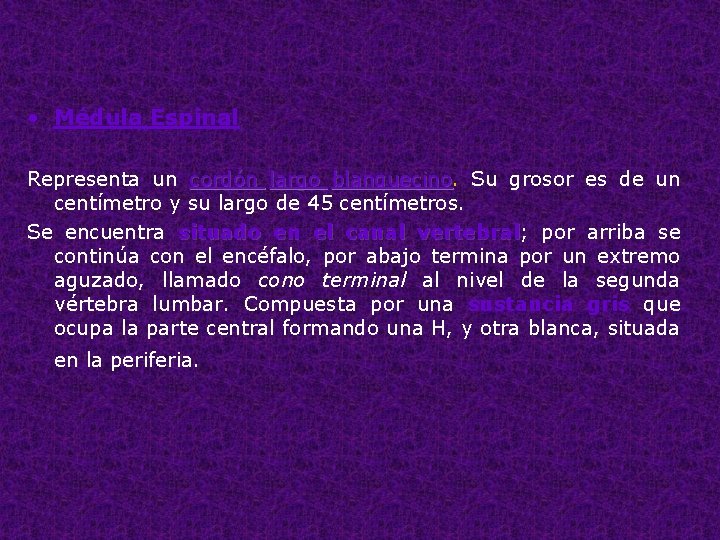  • Médula Espinal Representa un cordón largo blanquecino Su grosor es de un