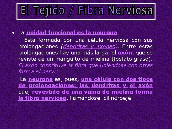  • La unidad funcional es la neurona. Esta formada por una célula nerviosa