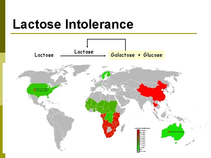 Lactose Intolerance Lactose Lactase Galactose + Glucose 