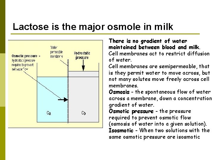 Lactose is the major osmole in milk There is no gradient of water maintained