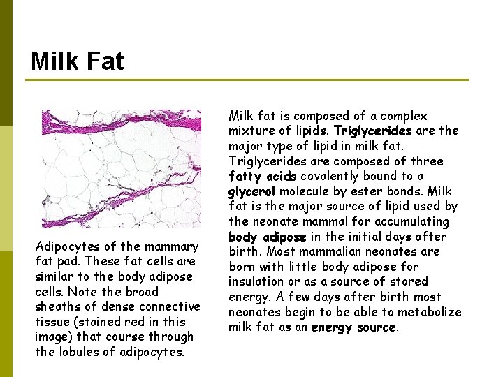 Milk Fat Adipocytes of the mammary fat pad. These fat cells are similar to