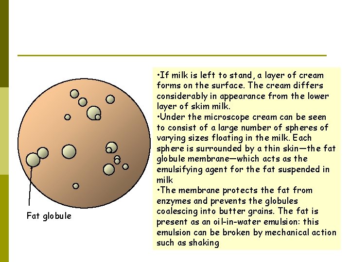 Fat globule • If milk is left to stand, a layer of cream forms