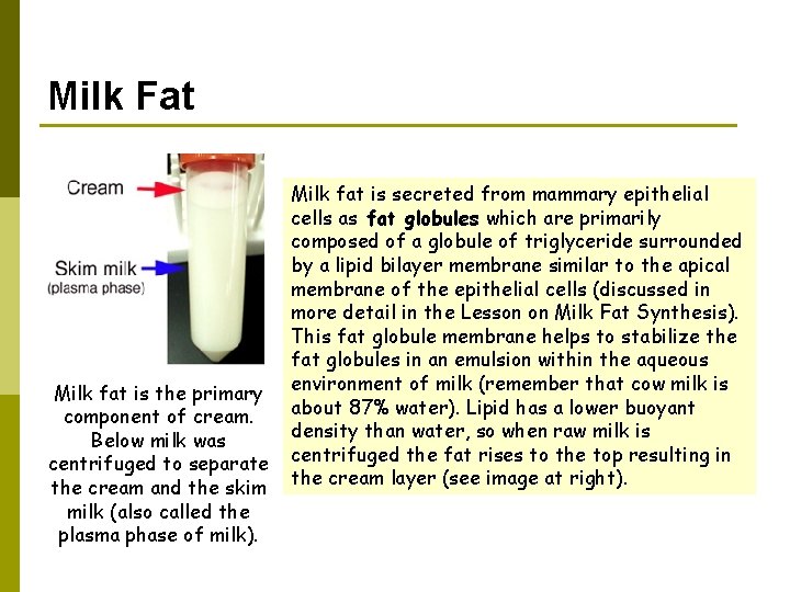 Milk Fat Milk fat is the primary component of cream. Below milk was centrifuged