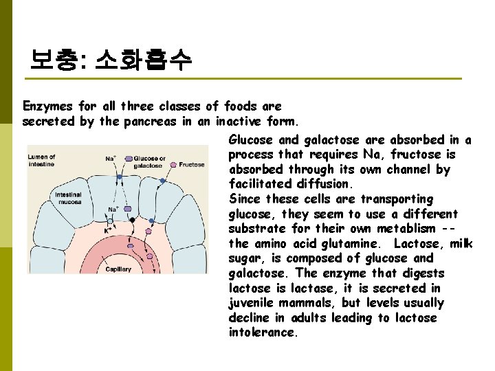 보충: 소화흡수 Enzymes for all three classes of foods are secreted by the pancreas