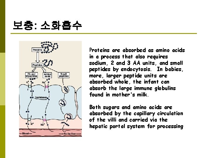 보충: 소화흡수 Proteins are absorbed as amino acids in a process that also requires