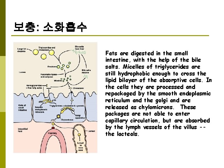 보충: 소화흡수 Fats are digested in the small intestine, with the help of the
