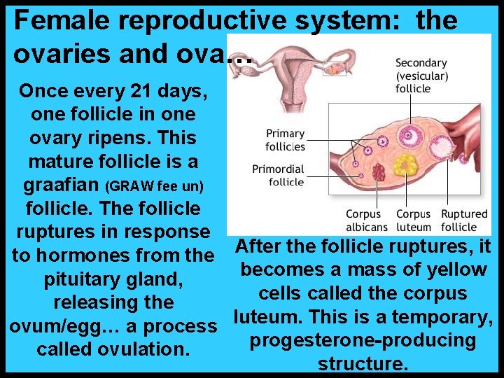Female reproductive system: the ovaries and ova… Once every 21 days, one follicle in