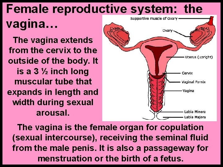Female reproductive system: the vagina… The vagina extends from the cervix to the outside