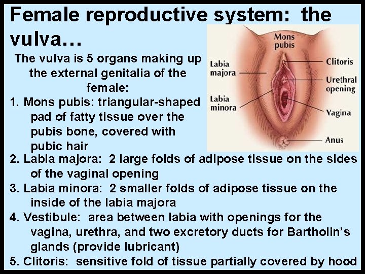 Female reproductive system: the vulva… The vulva is 5 organs making up the external