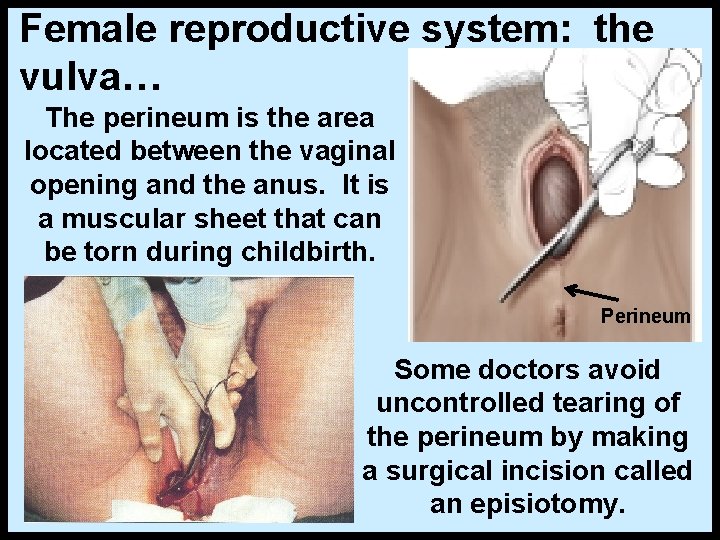 Female reproductive system: the vulva… The perineum is the area located between the vaginal
