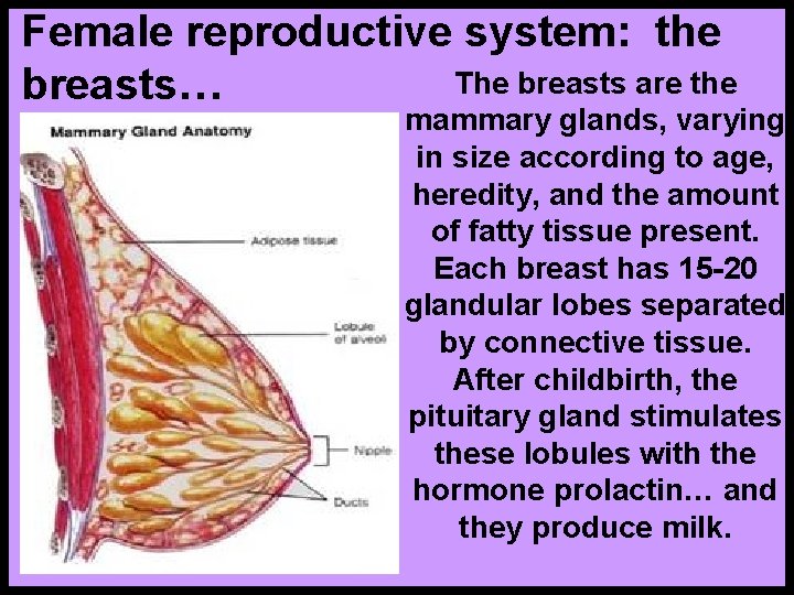 Female reproductive system: the The breasts are the breasts… mammary glands, varying in size