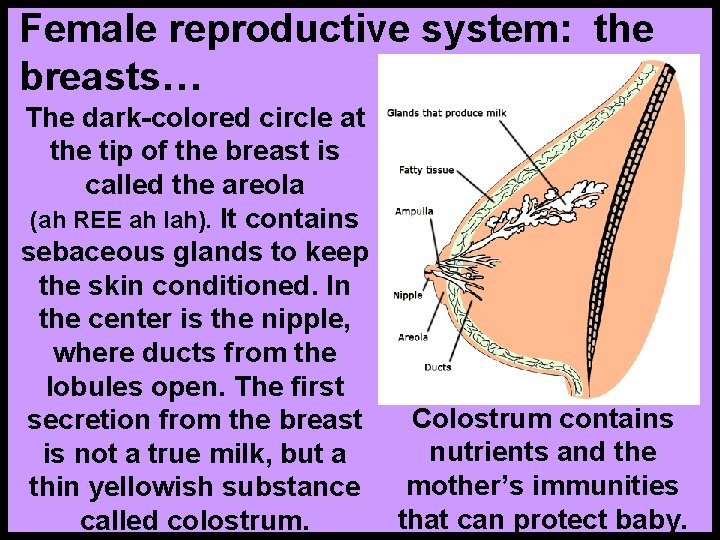 Female reproductive system: the breasts… The dark-colored circle at the tip of the breast