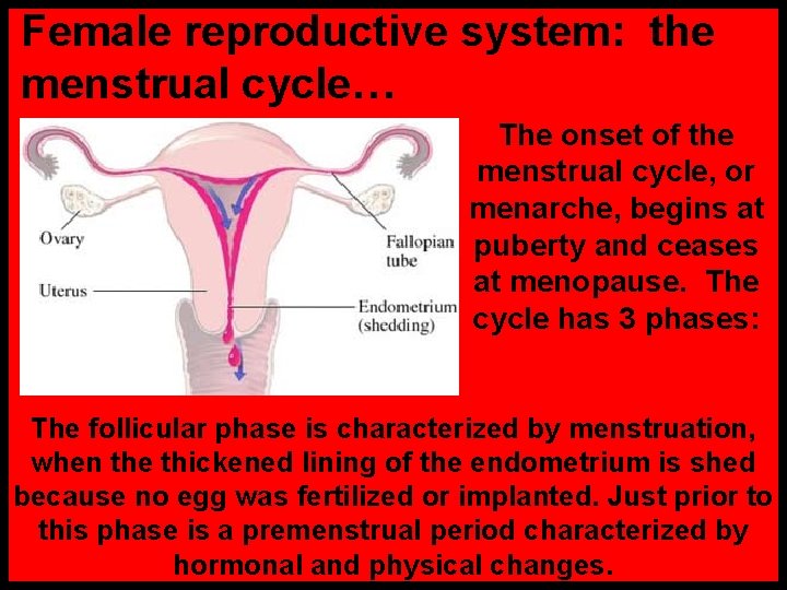 Female reproductive system: the menstrual cycle… The onset of the menstrual cycle, or menarche,