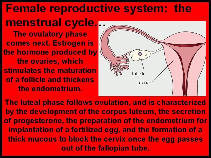 Female reproductive system: the menstrual cycle… The ovulatory phase comes next. Estrogen is the
