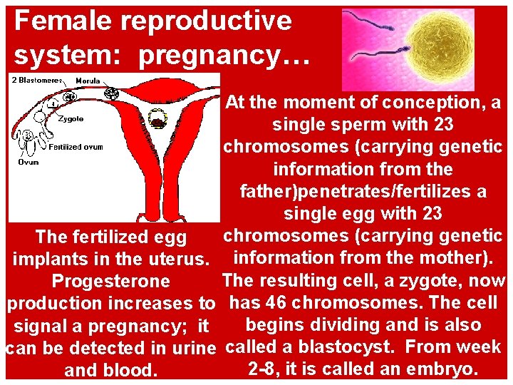 Female reproductive system: pregnancy… At the moment of conception, a single sperm with 23