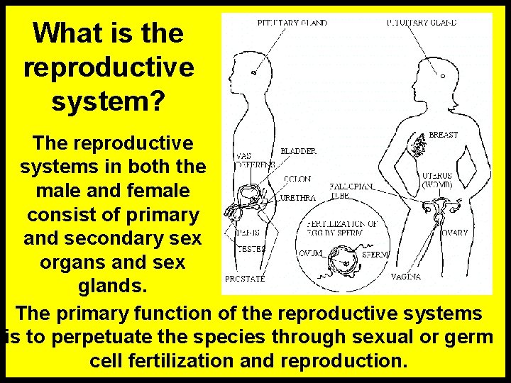 What is the reproductive system? The reproductive systems in both the male and female