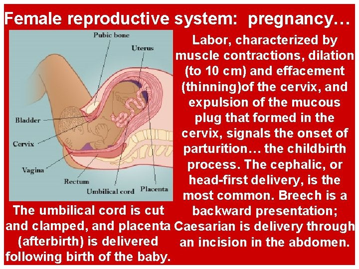 Female reproductive system: pregnancy… Labor, characterized by muscle contractions, dilation (to 10 cm) and