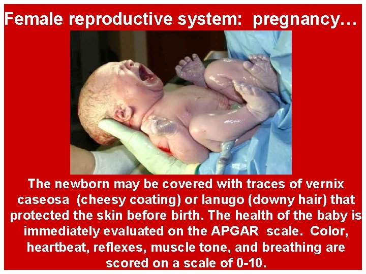 Female reproductive system: pregnancy… The newborn may be covered with traces of vernix caseosa