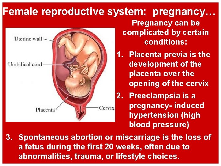 Female reproductive system: pregnancy… Pregnancy can be complicated by certain conditions: 1. Placenta previa