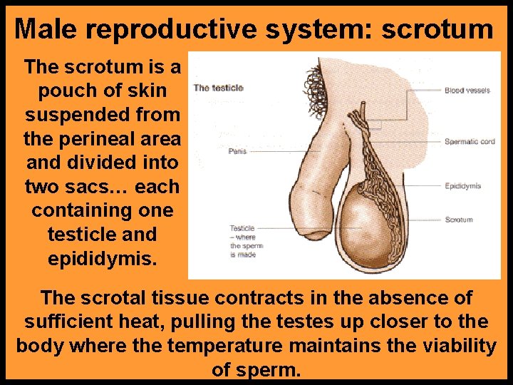 Male reproductive system: scrotum The scrotum is a pouch of skin suspended from the