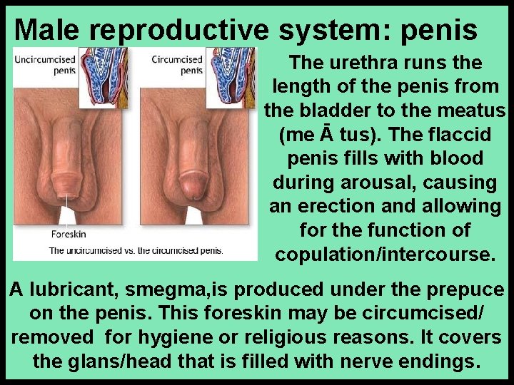 Male reproductive system: penis The urethra runs the length of the penis from the