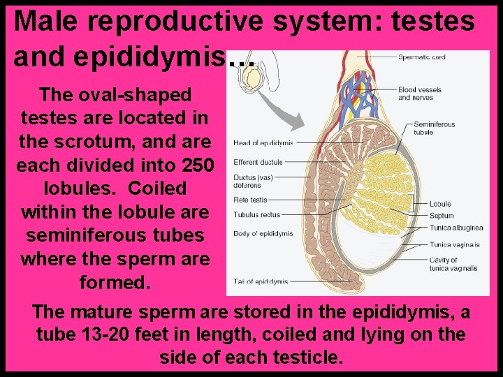 Male reproductive system: testes and epididymis… The oval-shaped testes are located in the scrotum,