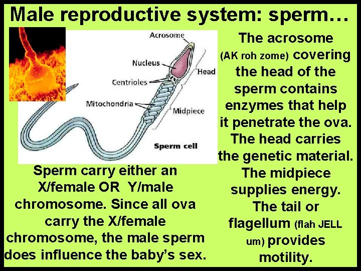 Male reproductive system: sperm… The acrosome (AK roh zome) covering the head of the