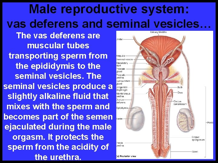 Male reproductive system: vas deferens and seminal vesicles… The vas deferens are muscular tubes
