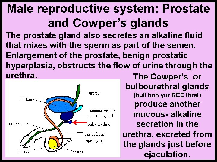 Male reproductive system: Prostate and Cowper’s glands The prostate gland also secretes an alkaline