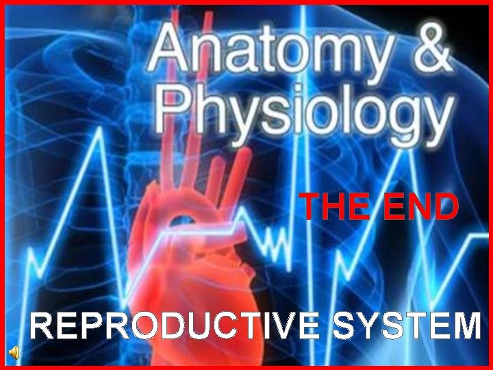 THE END REPRODUCTIVE SYSTEM 