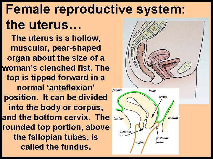 Female reproductive system: the uterus… The uterus is a hollow, muscular, pear-shaped organ about